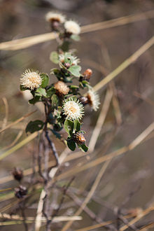 Dasyphyllum Minas Gerais Brasilien.jpg