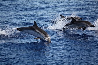 Delfine zwischen Panarea und Stromboli