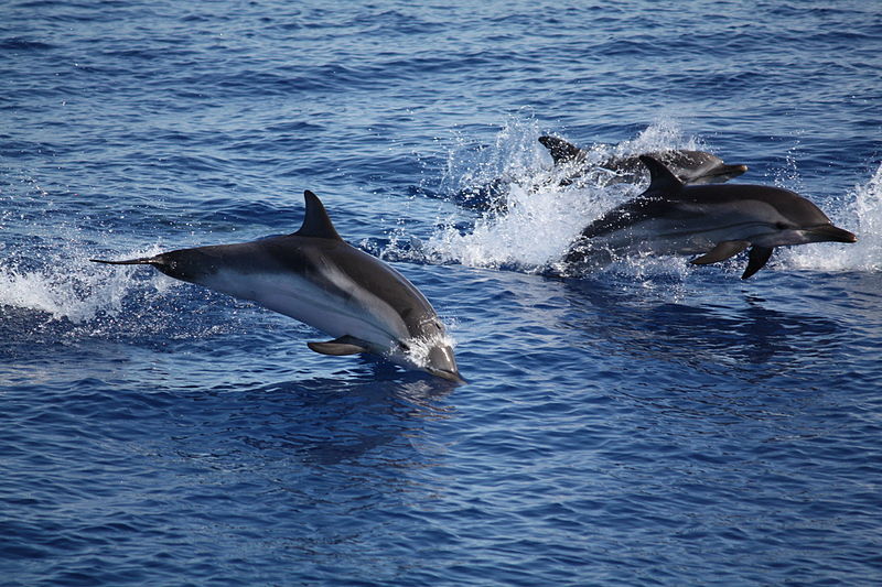 File:Delfini tra panarea e stromboli 2.jpg