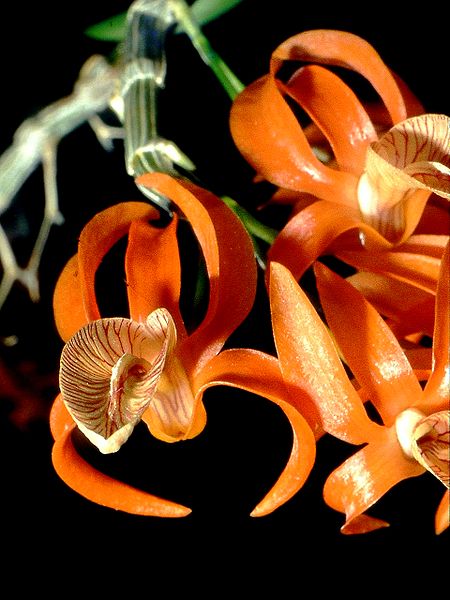 File:Dendrobium dickasonii Orchi 13.jpg
