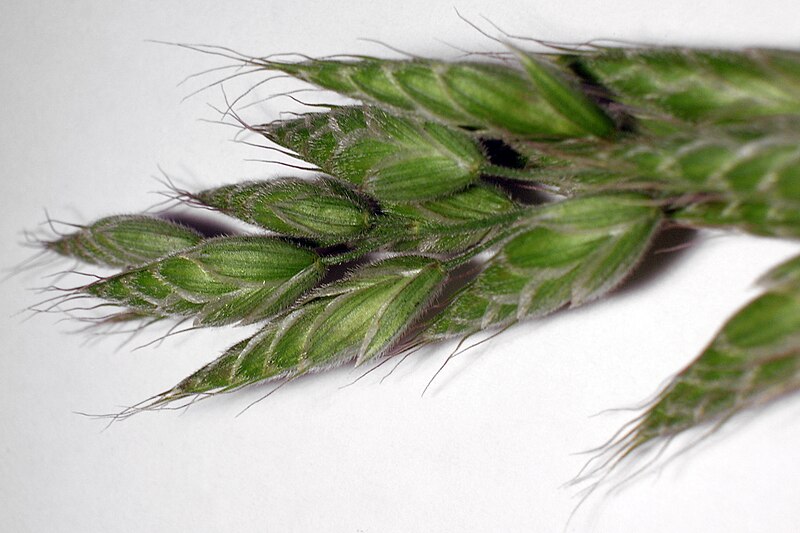 File:Detail of Bromus commutatus panicle (rotated).jpg