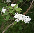 Deutzia parviflora var. amurensis