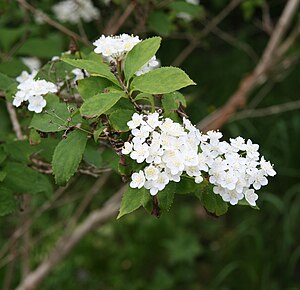 Deutzia parviflora var. Amurensis