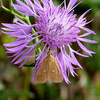 <i>Diastictis ventralis</i> Species of moth