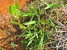 Dichanthelium lanuginosum hydrothermal-tolerant grass (Chocolate Pots, Gibbon Geyser Basin, Yellowstone, Wyoming, USA) 1 (20797185616).jpg