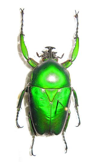 <i>Dicronorhina micans</i> Species of beetle
