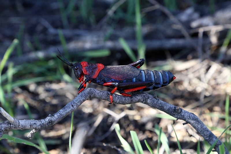 File:Dictyophorus spumans (Pyrgomorphidae) (37526259126).jpg