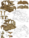 Dilophosaurus: Lịch sử nghiên cứu, Miêu tả, Phân loại