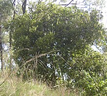 Diospyros geminata bush.jpg