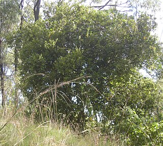 <i>Diospyros geminata</i> species of plant