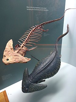 Diplocaulus - squelette et modèle.jpg