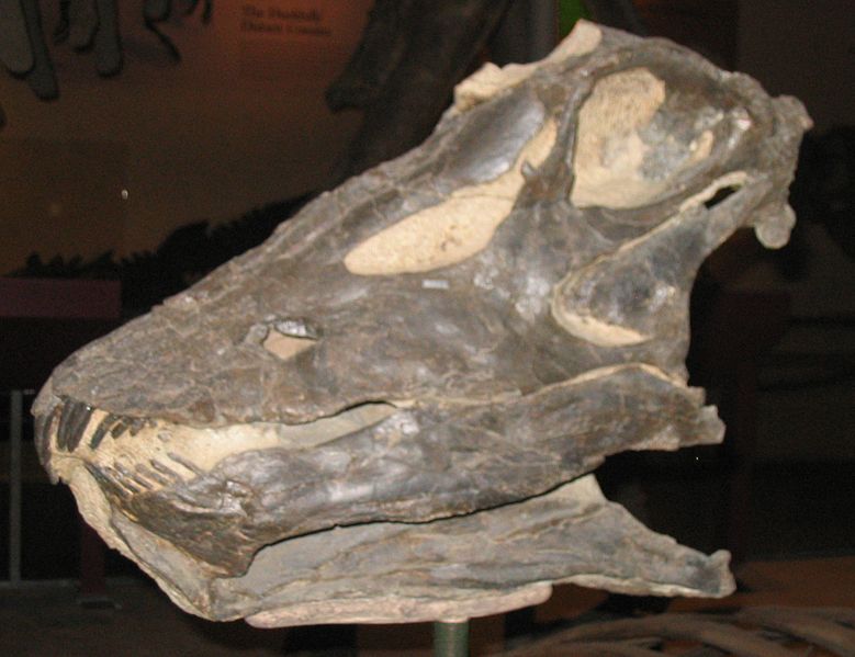 File:Diplodocus skull.jpg