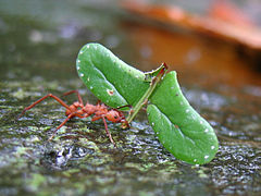 DirkvdM ant with leaf-crop.jpg