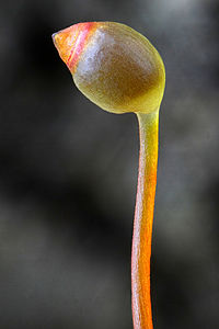 Discelium nudum sporophyte