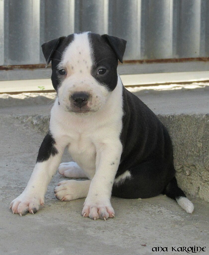 File Dog Black And White Puppy Jpg Wikimedia Commons