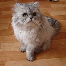 silver chinchilla persian cat