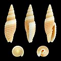 * Nomination Shell of a Japanese sea snail, Neocancilla circula --Llez 05:47, 4 March 2014 (UTC) * Promotion  Support Very good--Lmbuga 09:58, 4 March 2014 (UTC)