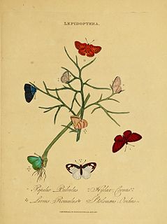 <i>Lachnocnema bibulus</i> Species of butterfly