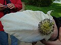 Dove Tree Flower (aka Handkerchief Tree).jpg