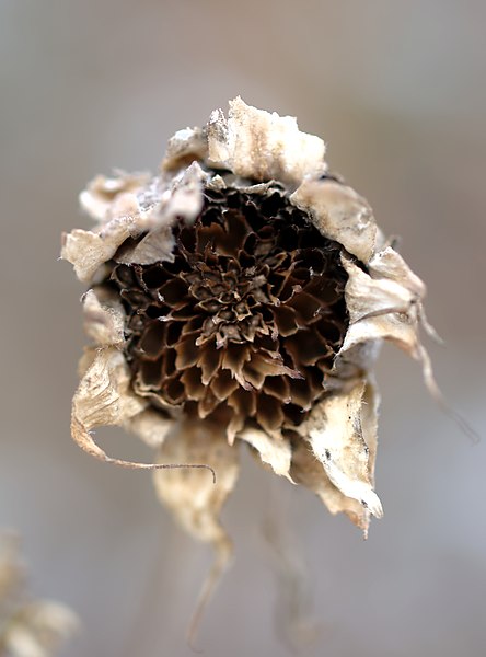 File:Dried Sunflower (Brackenridge, PA) (5309121559).jpg