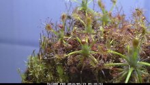 File: Drosera enodes time lapse after feeding fish food.webm