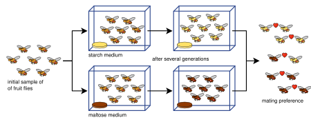 ไฟล์:Drosophila speciation experiment.svg