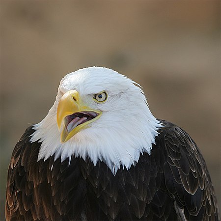 Eagle Bokeh.jpg