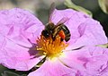 Echiner1 - Bee (by-sa).jpg