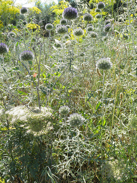 File:Echinops strigosus Habitat 2011-6-04 Baena CampodeCordoba.jpg