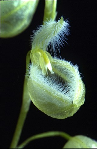 <i>Stelis pilosa</i> Species of plant