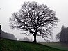 Natural monument oak in the Schwarzental