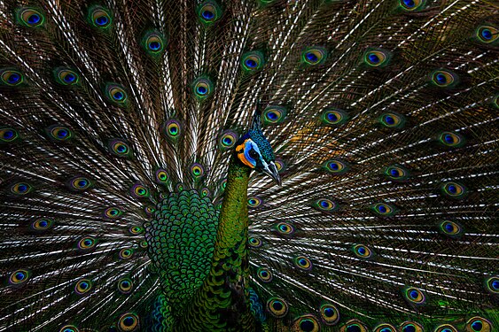 The beauty of the Green Peacock Photograph: Ivuvisual