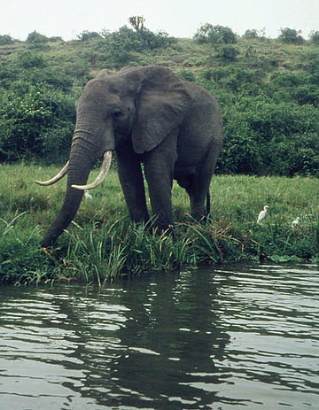 Parque nacional de Zakouma