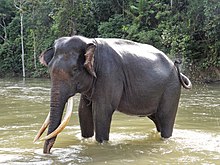 Elephant Sumatra ProfilG.jpg