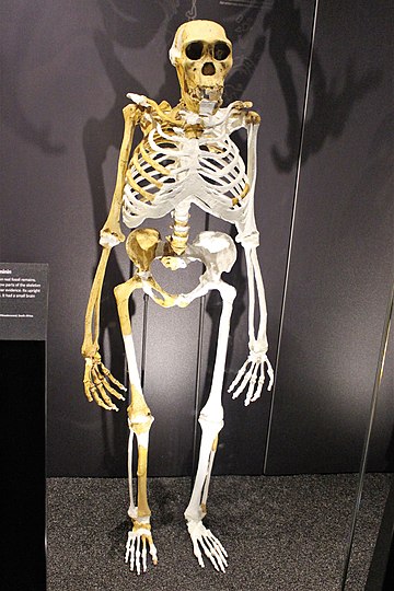 Australopithecus sediba