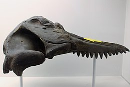 Prosqualodon davidis koponya az angliai Natural History Museum-ban.