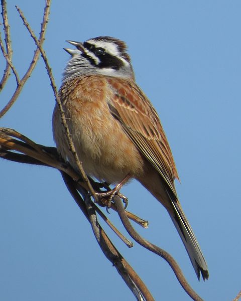 File:Emberiza cioides cioides crying.JPG