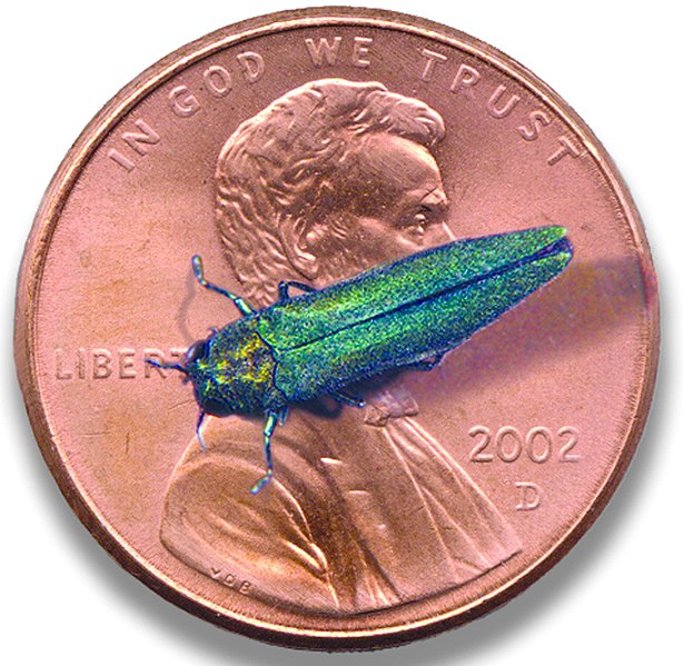 File:Emerald ash borer 05.jpg