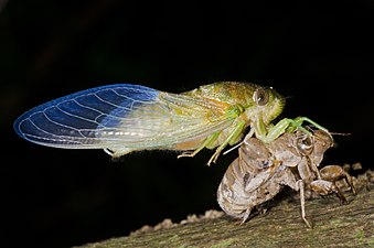 A cicada just emerging from its pupae, by Martin Nielsen
