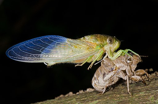  Emerging cicada 