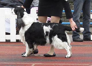 English Springer Spaniel Dog breed