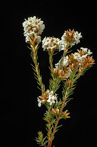 <i>Epacris lanuginosa</i> Species of flowering plant