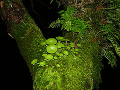 La flore épiphyte d'Auray (France) est riche. Elle est proche de celle qu'on trouve sur les murs à proximité, qui bénéficient eux-aussi du climat océanique et d'une hygrométrie souvent élevée.