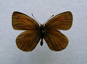 Erebia nivalis.jpg