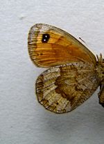 Erebia pronoe – Weibchen