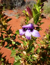 Eremophila willsii, Northern Territory, Australia