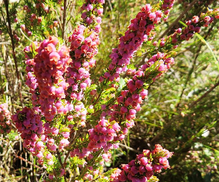 File:Erica hottentotica 11765516.jpg