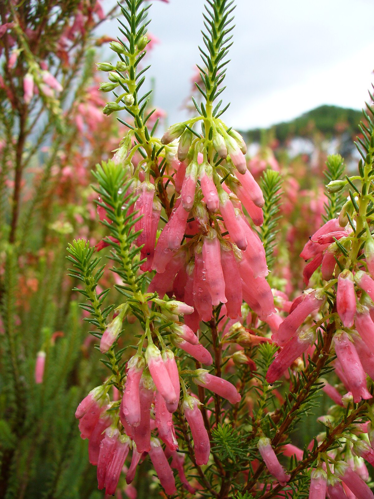 Calluna - Wikipedia