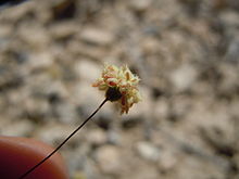 Eriogonum maculatum (5063317178) .jpg