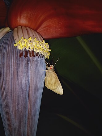 Erionota thrax_palm redeye__banana skipper on a banana flowerbud Erionota thrax palm redeye banana skipper 01.jpg
